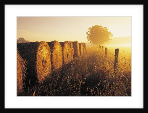 Misty Morning, Farmland and Wheat Straw Rolls, Near St. Adolphe, Manitoba, Canada by Anonymous
