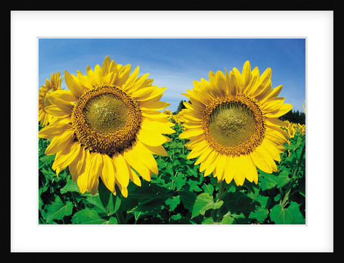 Sunflowers Near Oakbank, Manitoba, Canada by Anonymous