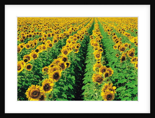 Sunflower Field Near Oakbank, Manitoba, Canada by Anonymous