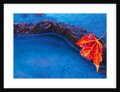 Red Maple Leaf on Edge of Rock in Chikinishing River, Killarney Provincial Park, Ontario, Canada by Anonymous