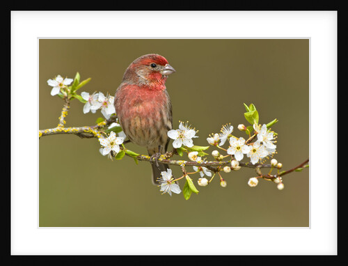 House Finch (Carpodacus Mexicanus) on Flowering Plum Tree Branch, Victoria, Vancouver Island, British Columbia, Canada by Anonymous