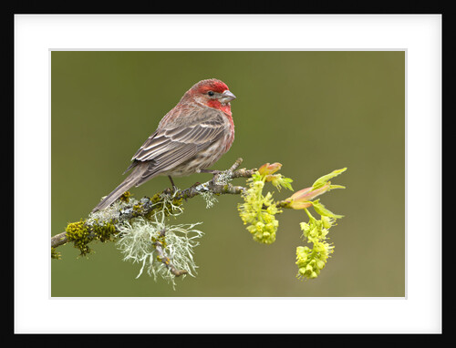 House Finch (Carpodacus Mexicanus) on Budding Apple Tree Branch, Victoria, Vancouver Island, British Columbia, Canada by Anonymous