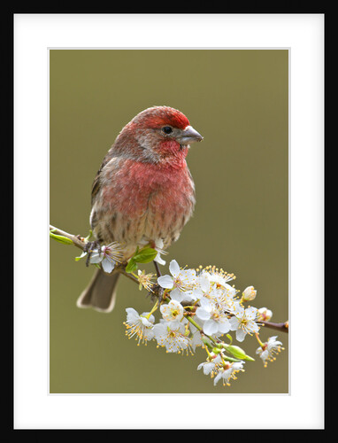House Finch (Carpodacus Mexicanus) on Flowering Plum Tree Branch, Victoria, Vancouver Island, British Columbia, Canada by Anonymous