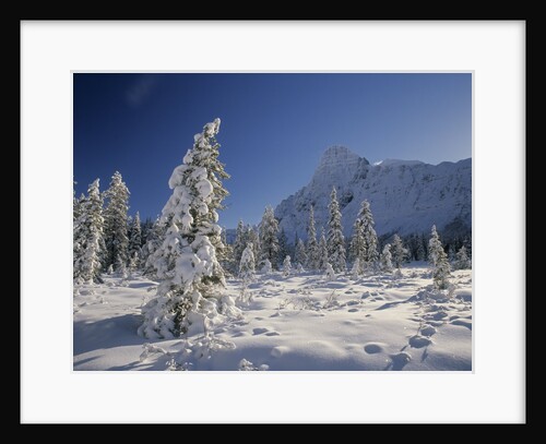 Mount Chephren and Mistaya Valley in Winter, Banff National Park, Alberta, Canada by Anonymous