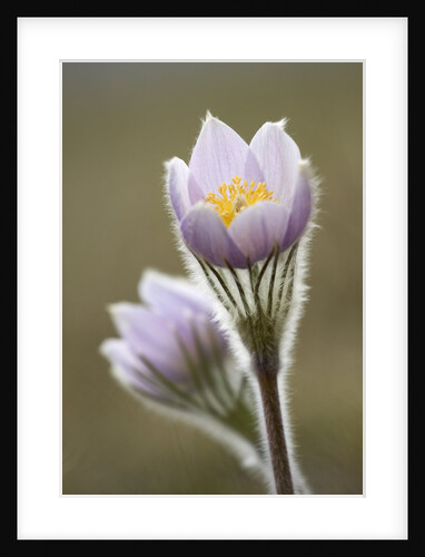 Close-up of Prairie Crocus (Anenome Patens) in Bow Valley Provincial Park, Kananaskis Country, Alberta, Canada by Anonymous