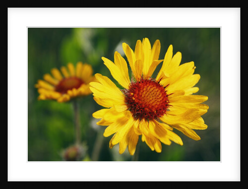 Brown-eyed Susan Flowers in British Columbia, Canada by Anonymous