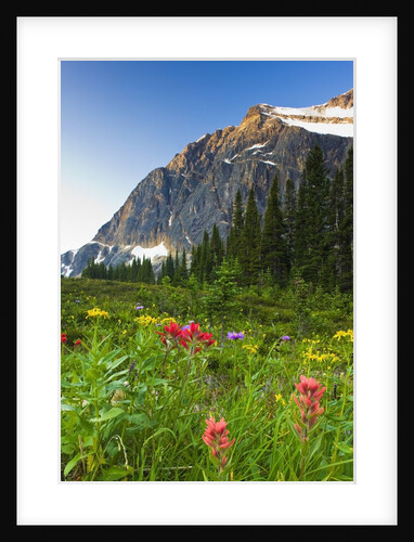 Wildflowers in Cavell Meadows with View of Mount Edith Cavell, Jasper National Park, Alberta, Canada by Anonymous