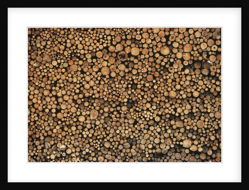 Pulp Wood Stacked in Processing Yard, British Columbia, Canada. by Anonymous