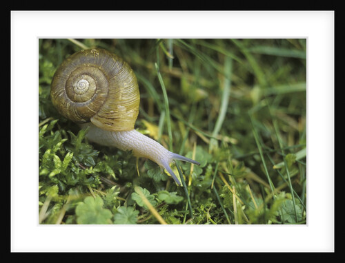 Snail in Grass, British Columbia, Canada. by Anonymous