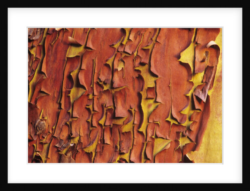 Arbutus Tree, Bark Pattern, British Columbia, Canada. by Anonymous