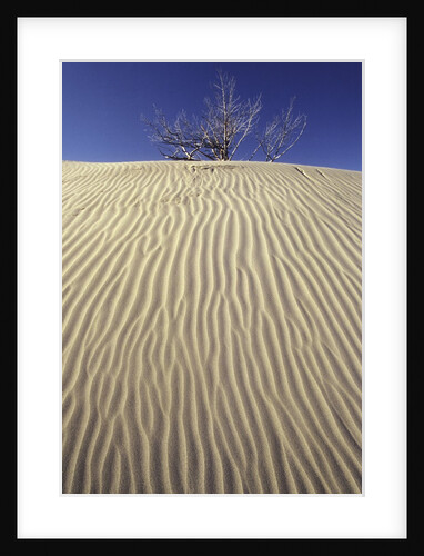 Farwell Canyon Sand Dune, British Columbia, Canada. by Anonymous