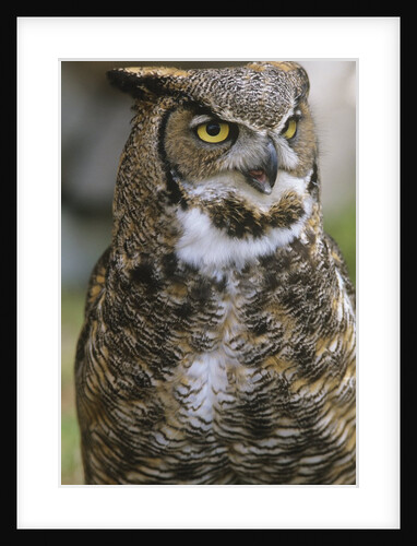 Great Horned Owl, Bubo Virginianus, British Columbia, Canada. by Anonymous