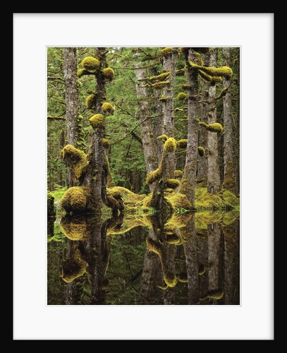 Swamp Forest, Naikoon Provincial Park, Haida Gwaii, British Columbia, Canada. by Anonymous