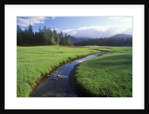 Glasswort Beds, Burnaby Island, Gwaii Haanas National Park Reserve, British Columbia, Canada. by Anonymous