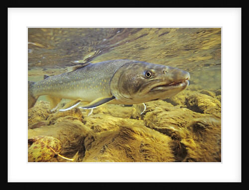Interior Bull Trout, Bulkley River, British Columbia, Canada. by Anonymous