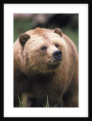 Grizzly Bear (Ursus Arctos), Glendale Cove, Knight Inlet, British Columbia, Canada. by Anonymous