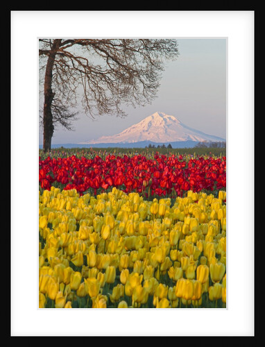 Tulip field and Mount Hood, Woodburn Oregon by Anonymous