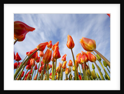 Sunrise on tulips and windmill, Woodburn, Oregon by Anonymous