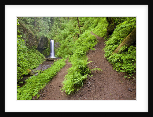 Spring color along trail and upper Multnomah Falls, Columbia River Gorge National Scenic Area, Oregon by Anonymous