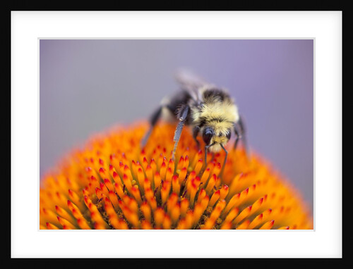 Bee on flower by Anonymous