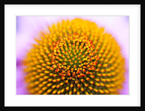 Closeup of a flower by Anonymous