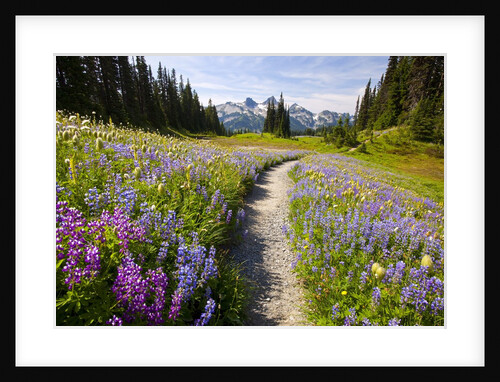 Summer flowers and Tatoosh Mountains, Paradise, Mount Rainier National Park, Washington State by Anonymous