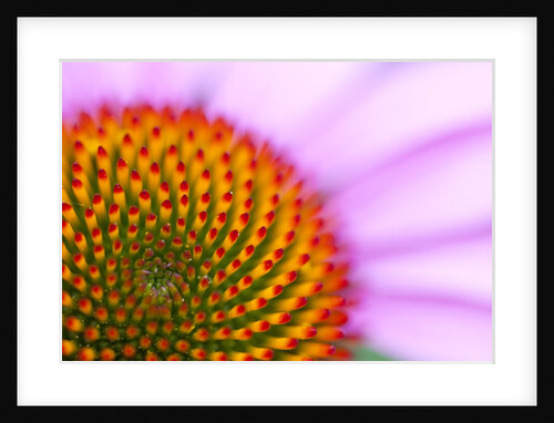 Close-up of flower by Anonymous