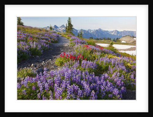 Summer flowers and Tatoosh Mountains, Paradise, Mount Rainier National Park, Washington State by Anonymous