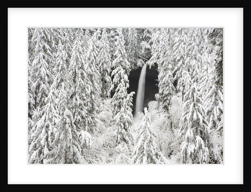 North Falls surrounded by snow-covered trees by Anonymous