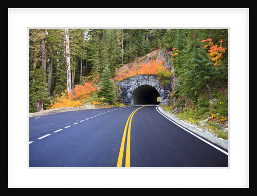 Fall colors along road, Mount Rainier National Park, Washington State by Anonymous