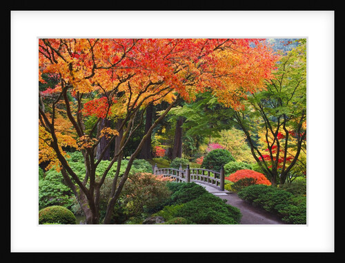Fall colors at Portland Japanese Gardens, Portland Oregon by Anonymous