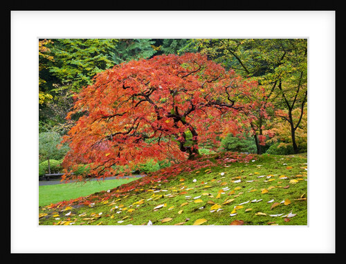 Japanese Maple in garden by Anonymous