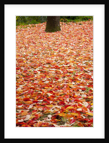 Tree trunk surrounded by fallen leaves, Portland Japanese Gardens, Portland Oregon by Anonymous