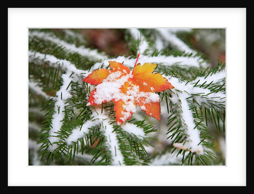 Snow colored maple leaf on a pine branch, Mount Hood, Oregon by Anonymous
