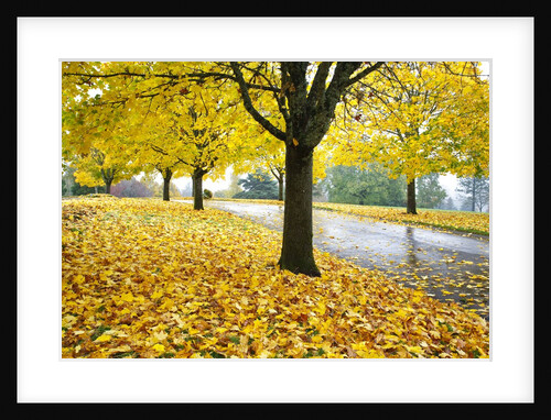 Tree-lined country road in autumn by Anonymous