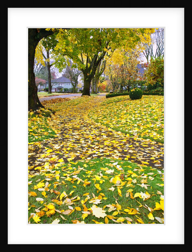 Fall colors along a country road, Oregon by Anonymous