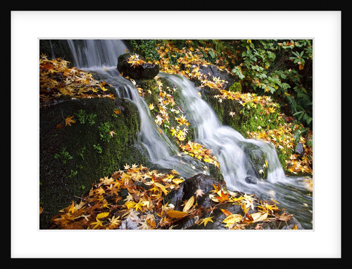 Fall colors along a small waterfall, Oregon by Anonymous