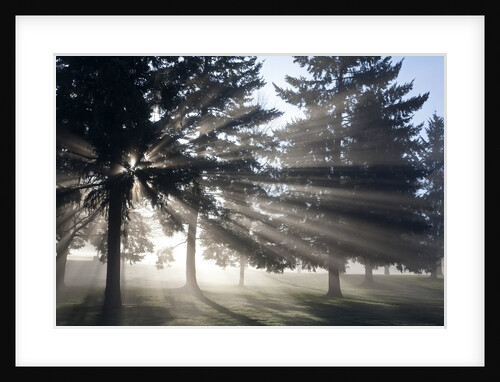 Sunrise through fog and trees, Willamette Valley, Oregon by Anonymous