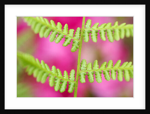 Morning dew on fern, Mount Hood, Oregon by Anonymous