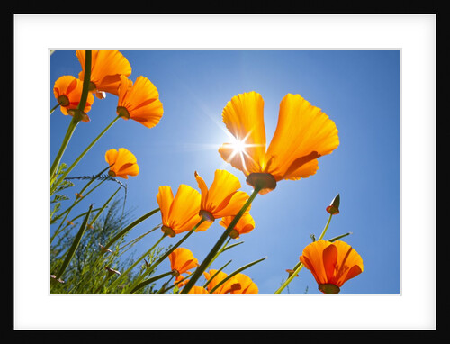 Poppies in the sun, Oregon by Anonymous