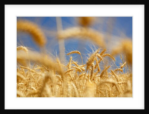 Wheat by Anonymous