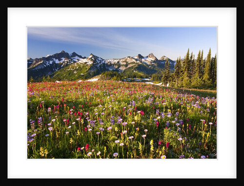 Tatoosh range behind wildflowers in field by Anonymous