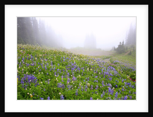 Morning fog and wildflowers, Mount Rainier National Park, Washington State by Anonymous