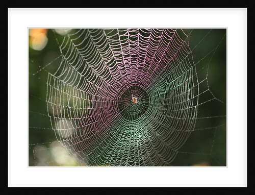 Dew on spider web, Oregon by Anonymous