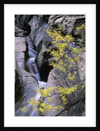 Toboggan Falls and Pacific Willow in Autumn: Toboggan Creek Has Carved a Natural Waterslide into the Limestone Bedrock Above Berg Lake; Mount Robson Provincial Park, British Columbia, Canada. by Anonymous