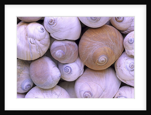 The Distinctive Shells of Lewis's Moonsnails (Polinices Lewissi); Broken Group Islands, Pacific Rim National Park, Vancouver Island, British Columbia, Canada. by Anonymous