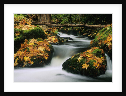 Goldstream Creek, Goldstream Creek Provincial Park, Vancouver Island, British Columbia, Canada. by Anonymous