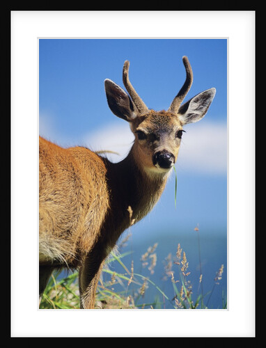 Blacktail Deer, (Odocoileus Hemionus), Buck, South Moresby, Gwaii Haanas National Park, British Columbia, Canada. by Anonymous