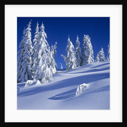 Fresh Snow on Mount Elphinstone, British Columbia, Canada. by Anonymous