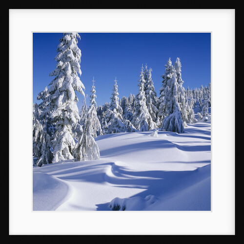 Mount Elphinstone, Near Gibsons, Sunshine Coast, British Columbia, Canada. by Anonymous